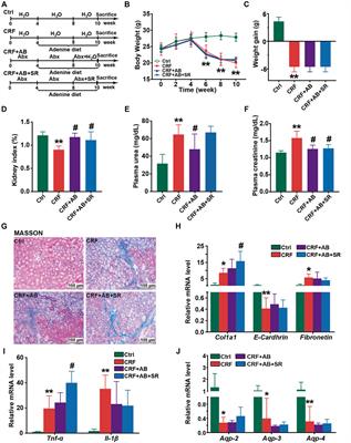 Stewed Rhubarb Decoction Ameliorates Adenine-Induced Chronic Renal Failure in Mice by Regulating Gut Microbiota Dysbiosis